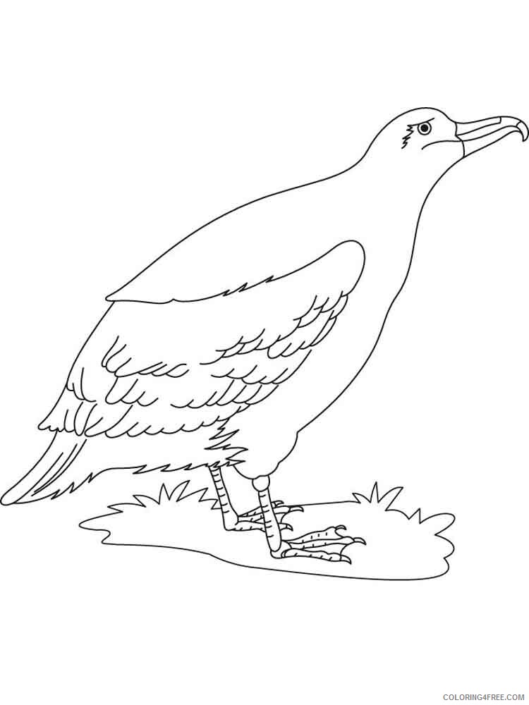 Albatross Coloring Pages Animal Printable Sheets Albatross birds 4 2021 0031 Coloring4free