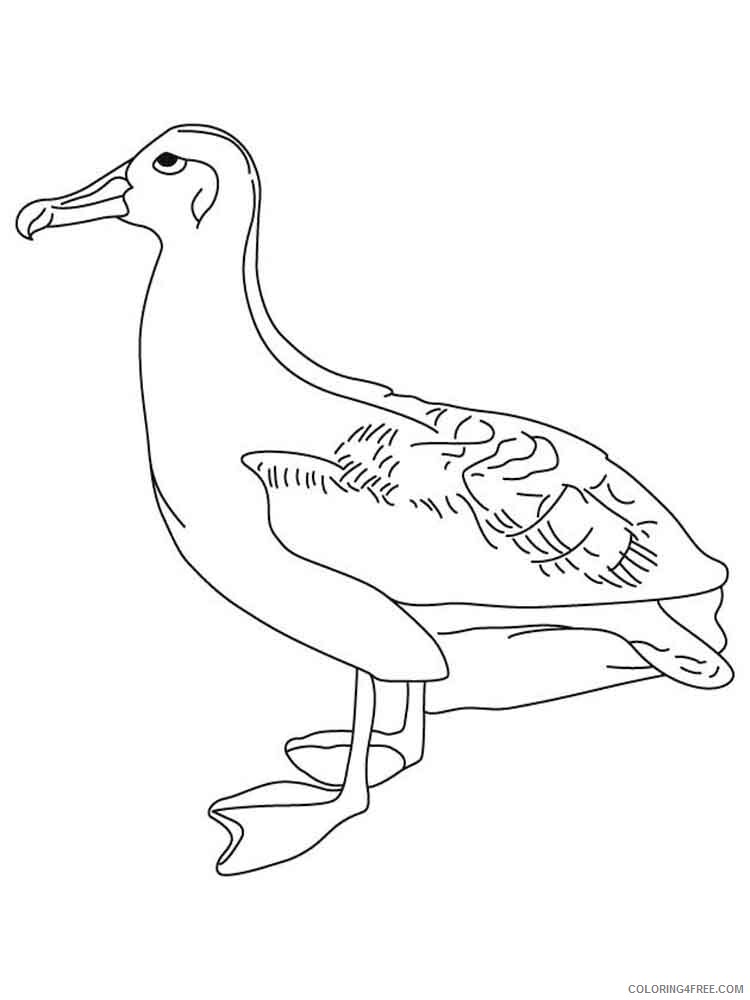 Albatross Coloring Pages Animal Printable Sheets Albatross birds 6 2021 0032 Coloring4free