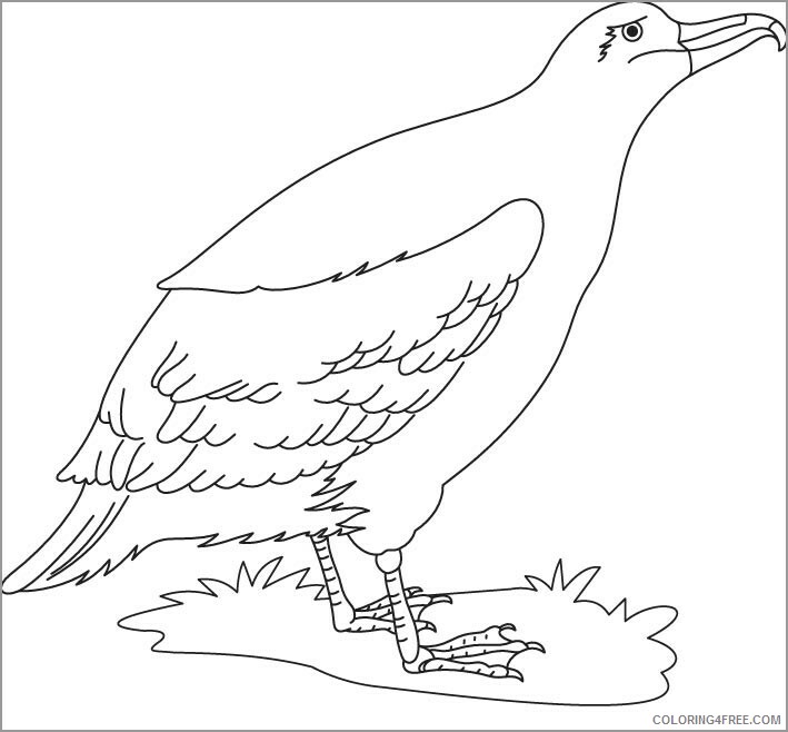 Albatross Coloring Pages Animal Printable Sheets cute albatross bird 2021 0034 Coloring4free