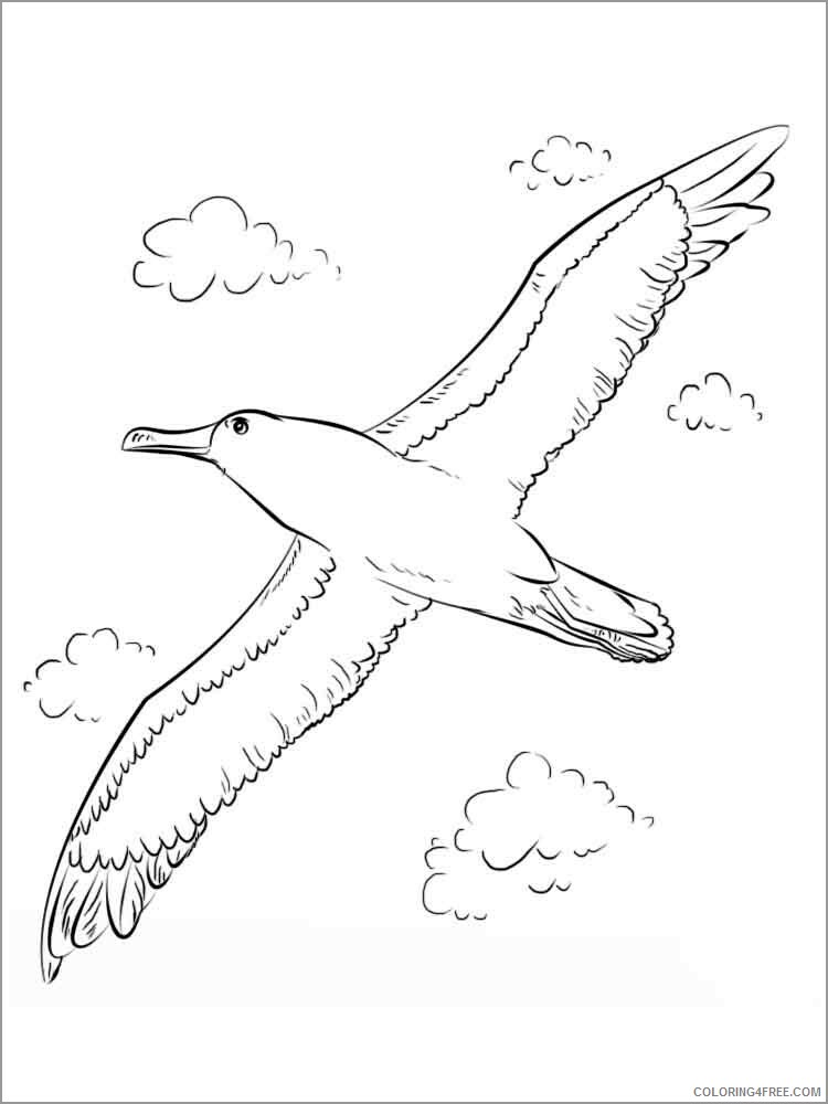 Albatross Coloring Pages Animal Printable Sheets flying albatross 2021 0035 Coloring4free