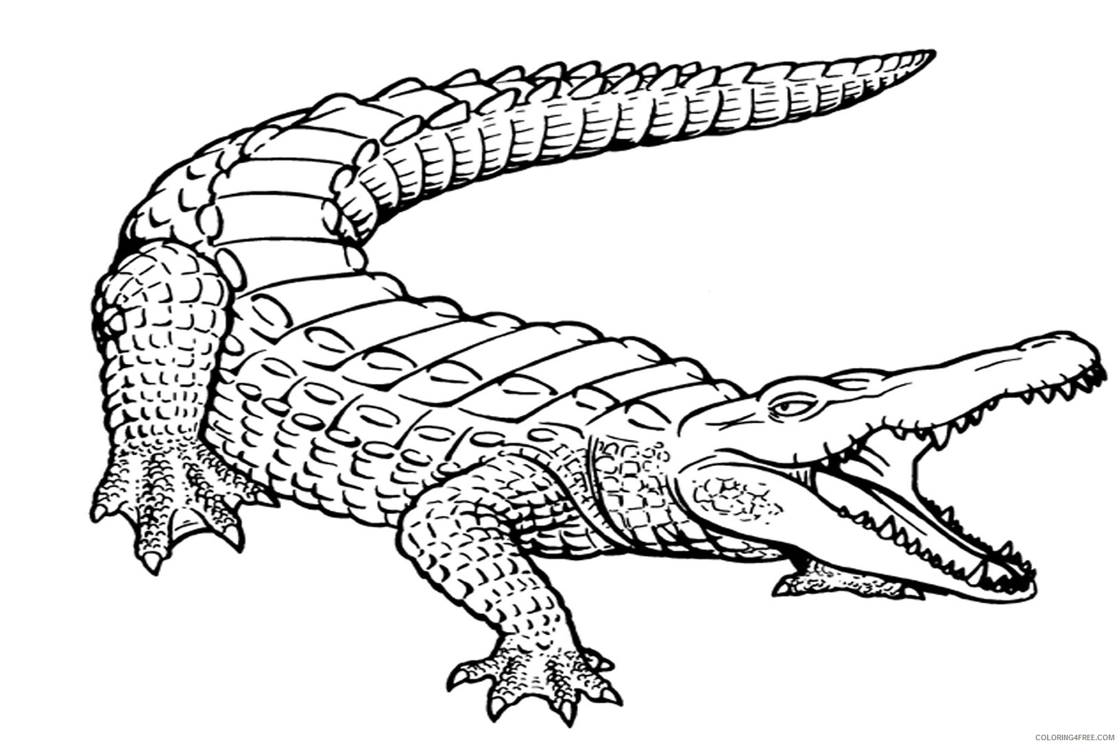 Alligator Coloring Pages Animal Printable Sheets Alligator 2021 0041 Coloring4free