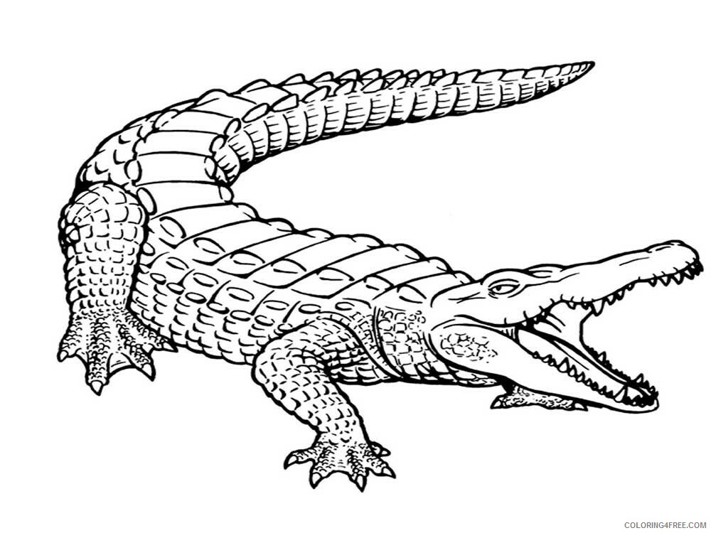 Alligator Coloring Pages Animal Printable Sheets Alligator 7 2021 0048 Coloring4free