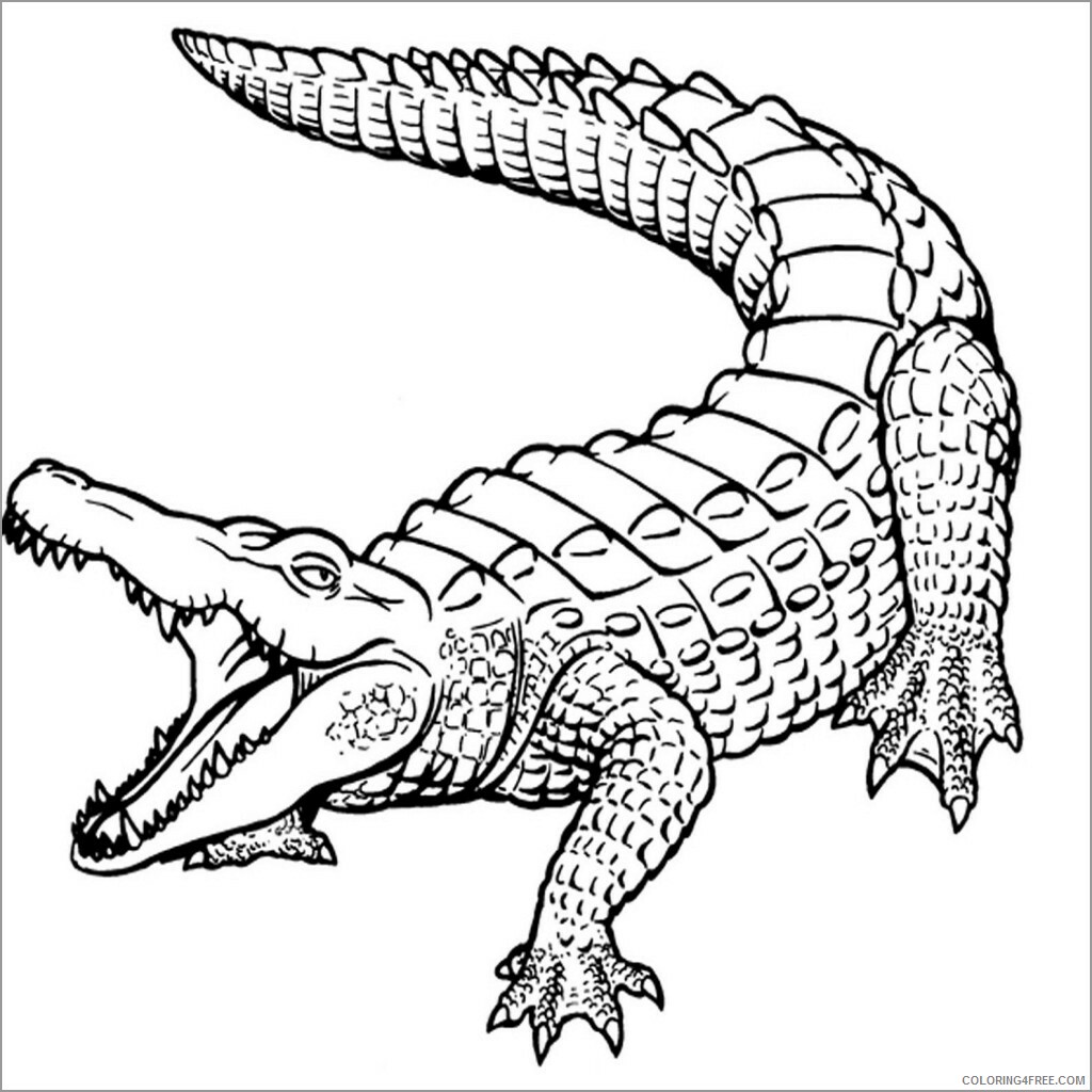 Alligator Coloring Pages Animal Printable Sheets alligator caiman 2021 0038 Coloring4free