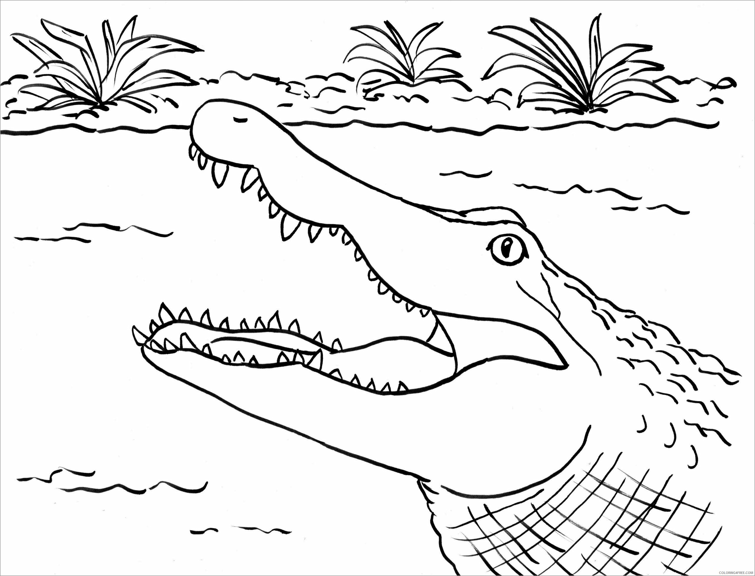 Alligator Coloring Pages Animal Printable Sheets alligator head 2021 0057 Coloring4free