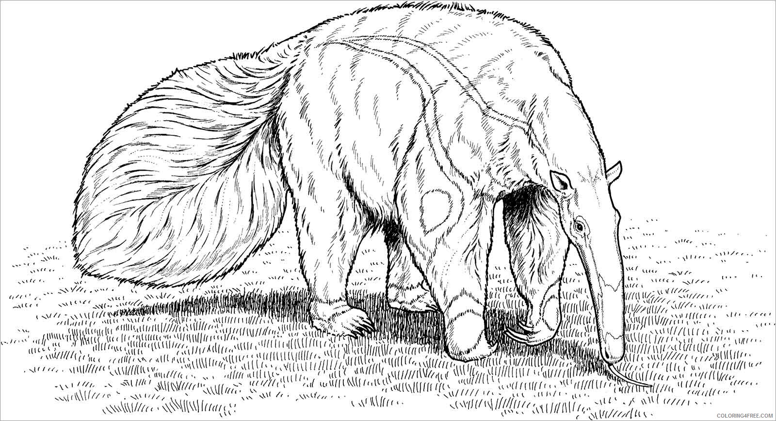 Anteater Coloring Pages Animal Printable Sheets Realistic Anteater 2021 0080 Coloring4free
