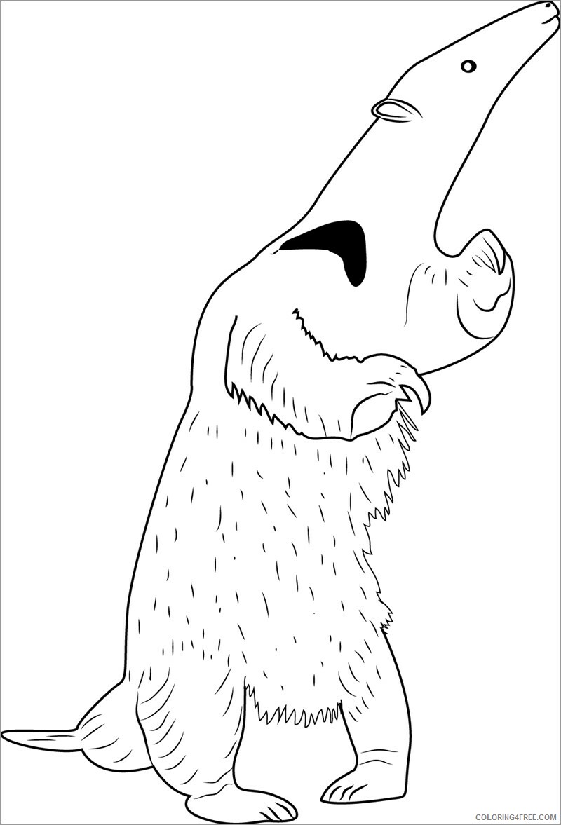 Anteater Coloring Pages Animal Printable Sheets standing anteater 2021 0081 Coloring4free