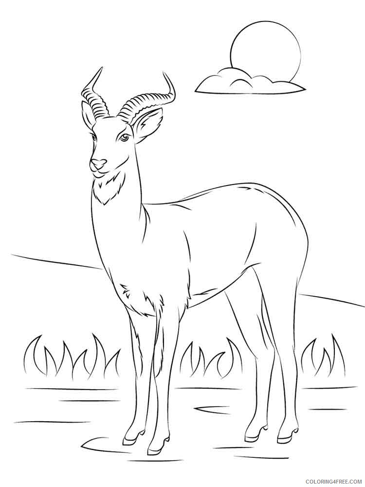 Antelope Coloring Pages Animal Printable Sheets antelope 3 2021 0088 Coloring4free