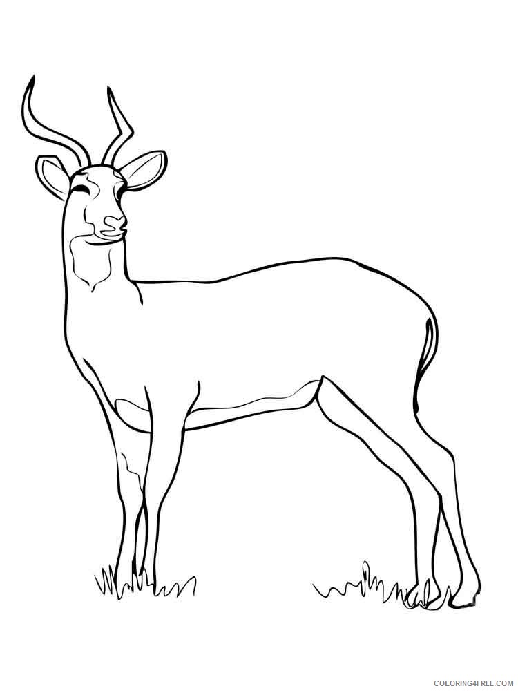 Antelope Coloring Pages Animal Printable Sheets antelope 7 2021 0091 Coloring4free