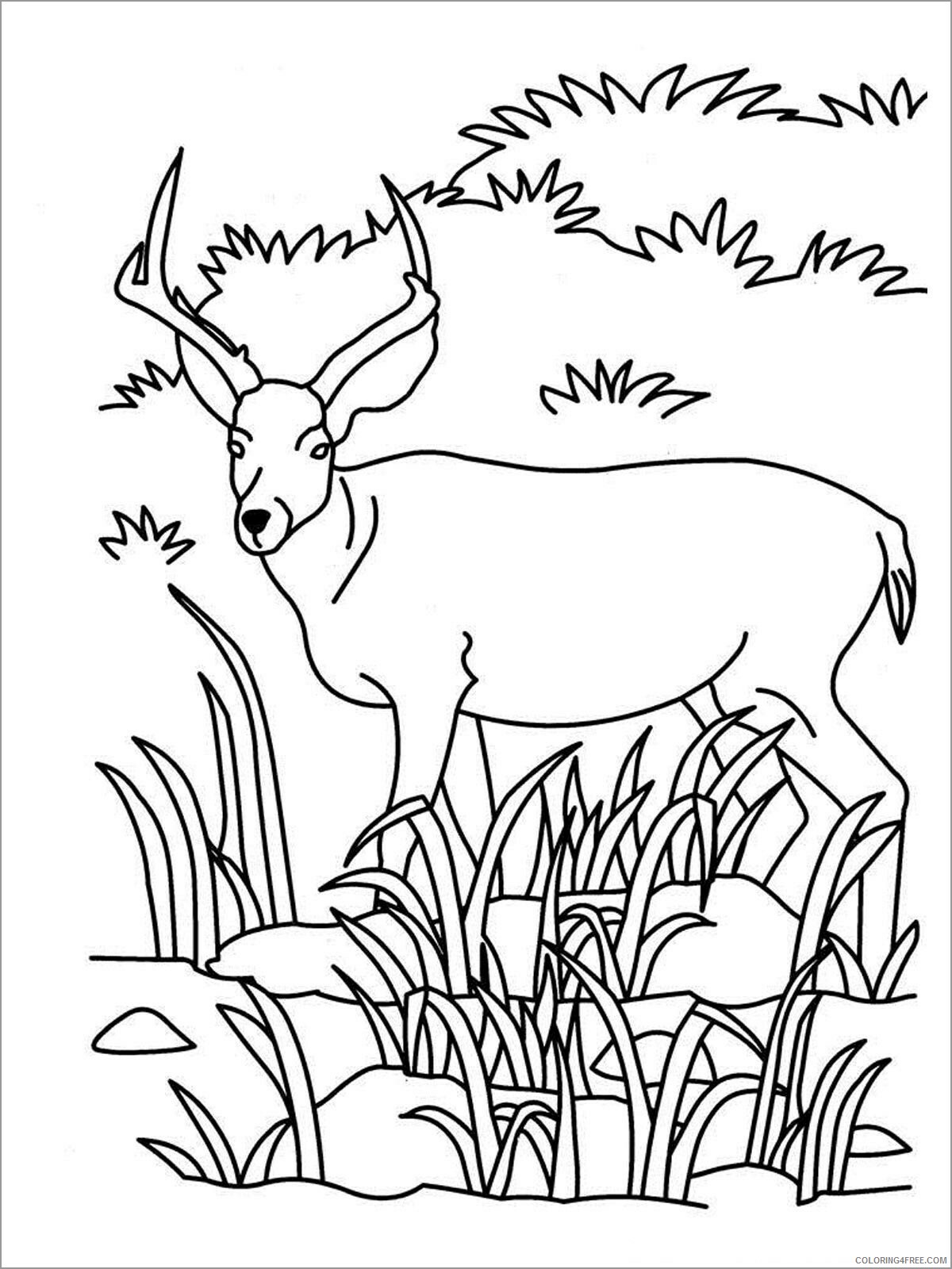 Antelope Coloring Pages Animal Printable Sheets free antelope 2021 0093 Coloring4free