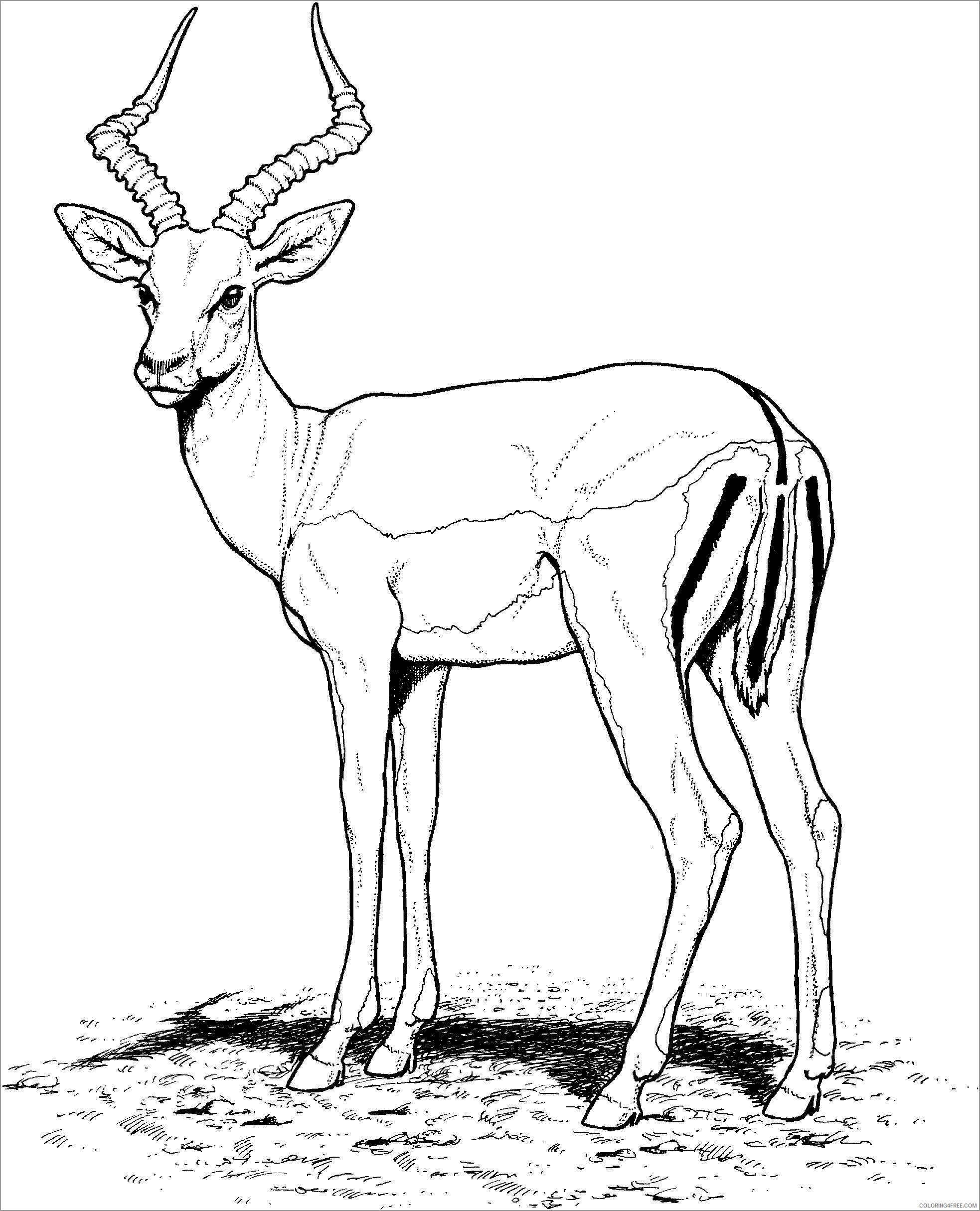 Antelope Coloring Pages Animal Printable Sheets impala pallah antelope 2021 0094 Coloring4free