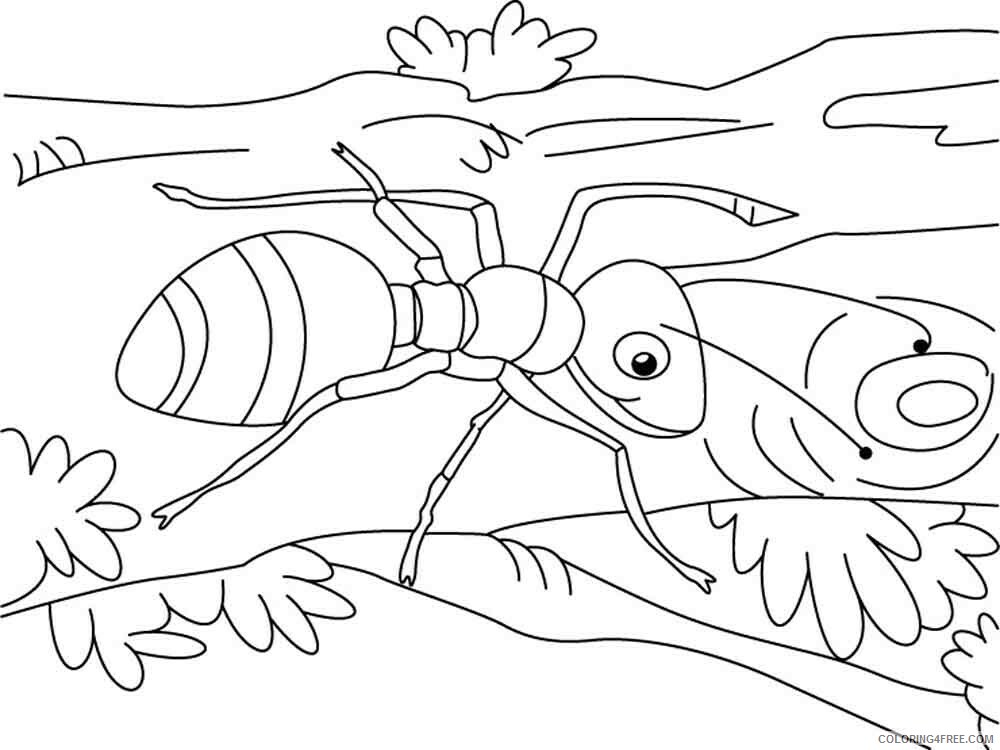 Ants Coloring Pages Animal Printable Sheets Ants 15 2021 0104 Coloring4free