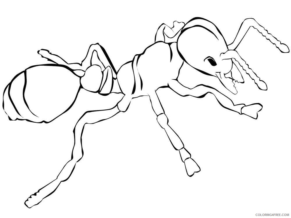 Ants Coloring Pages Animal Printable Sheets Ants 17 2021 0105 Coloring4free