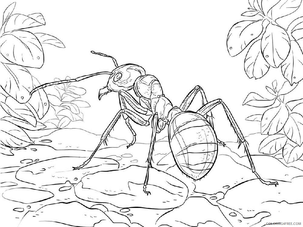Ants Coloring Pages Animal Printable Sheets Ants 18 2021 0106 Coloring4free