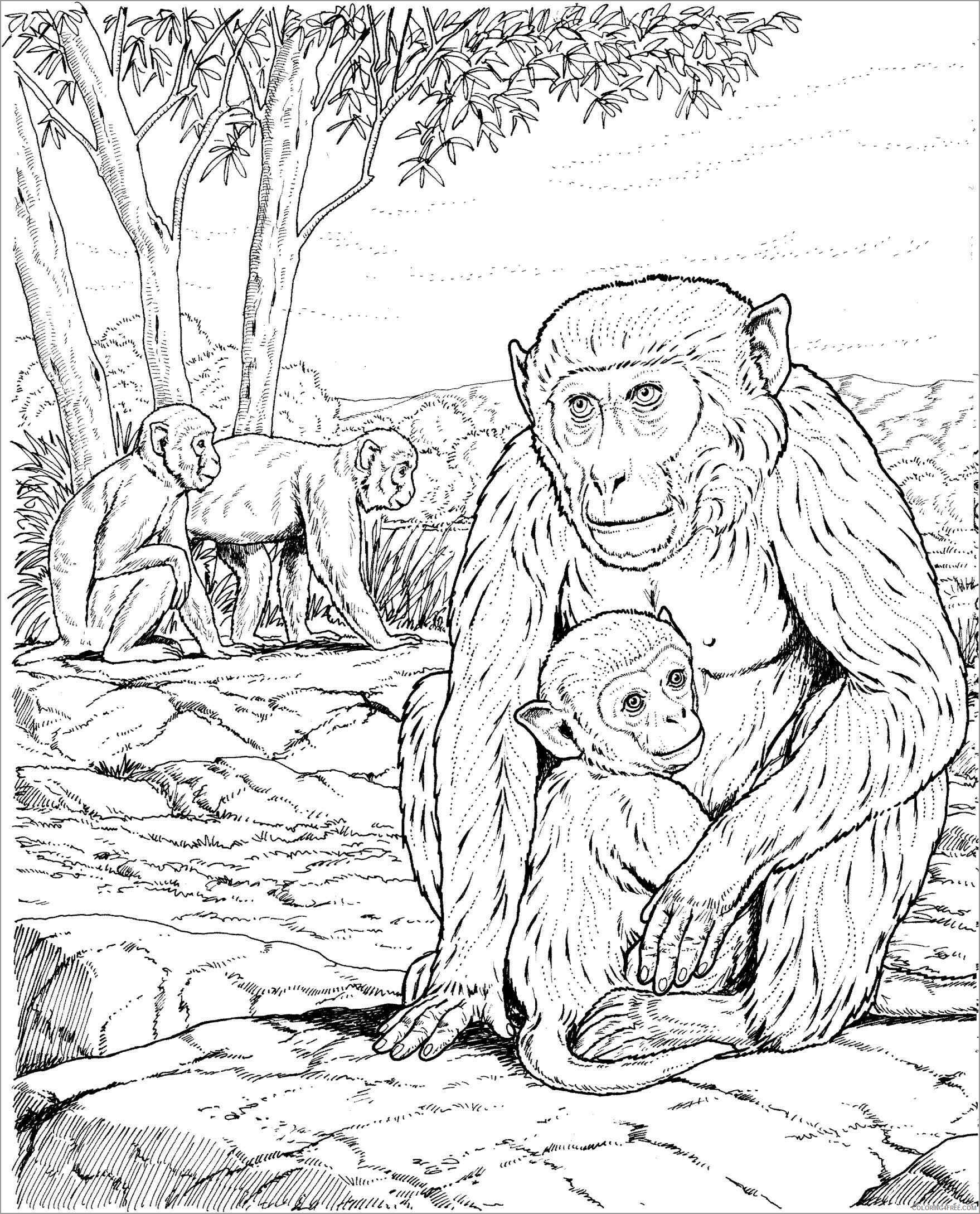 Baby Animals Coloring Pages Animal Printable Sheets moms baby apes 2021 0132 Coloring4free