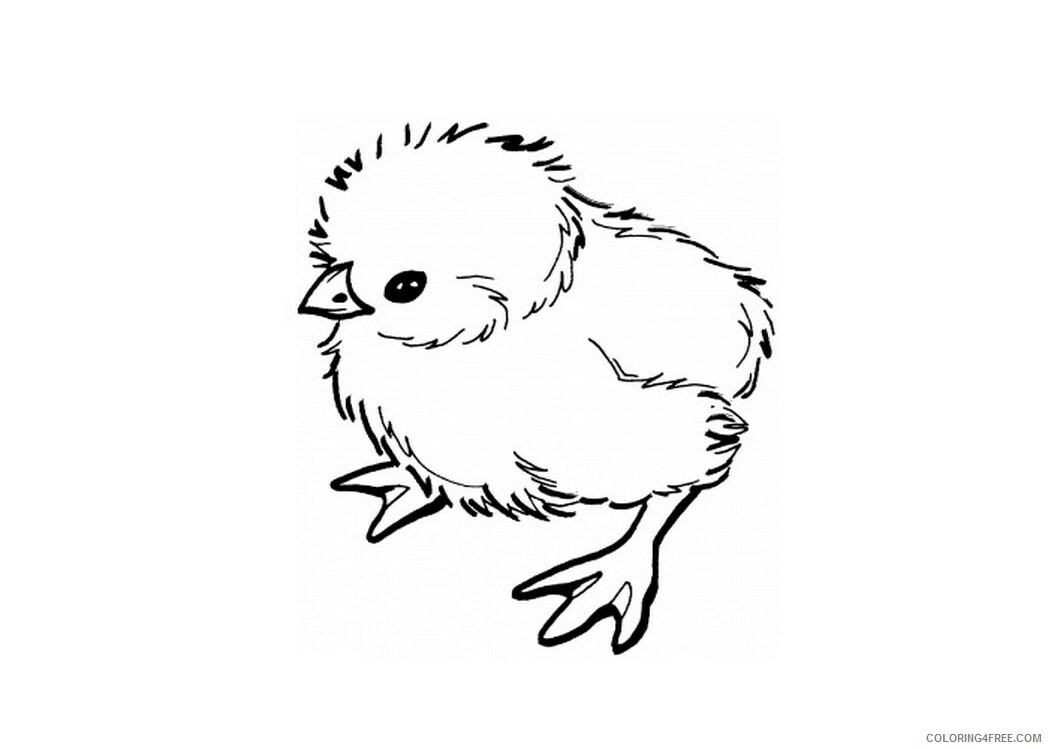 Baby Chick Coloring Pages Animal Printable Sheets Baby Chicken 2 2021 0148 Coloring4free