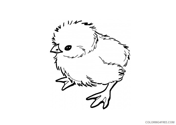 Baby Chick Coloring Pages Animal Printable Sheets Baby chick 2 2021 0145 Coloring4free