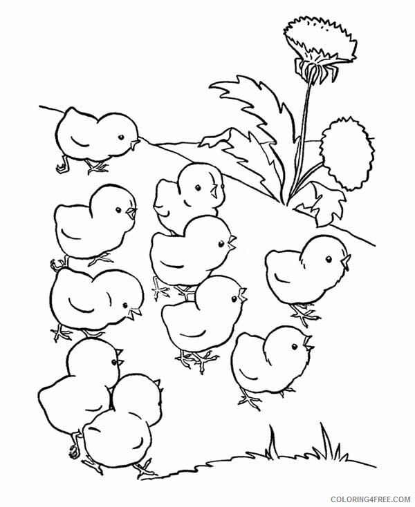 Baby Chick Coloring Pages Animal Printable Sheets Lose Their Mother 2021 0150 Coloring4free