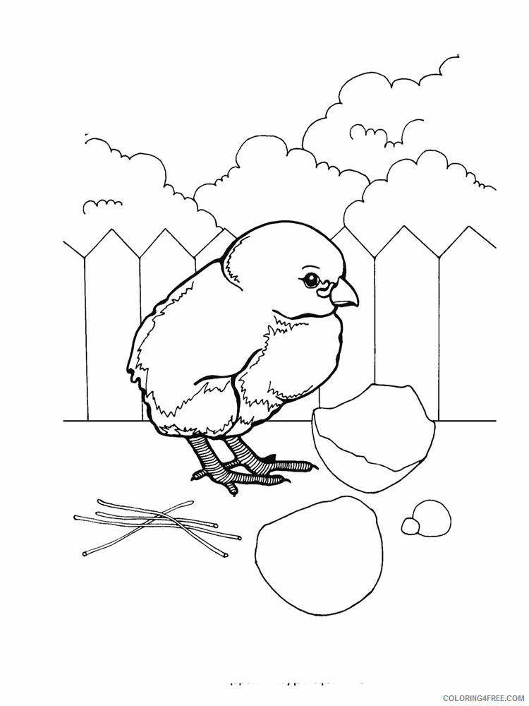 Baby Chick Coloring Pages Animal Printable Sheets animals baby chick 6 2021 0143 Coloring4free