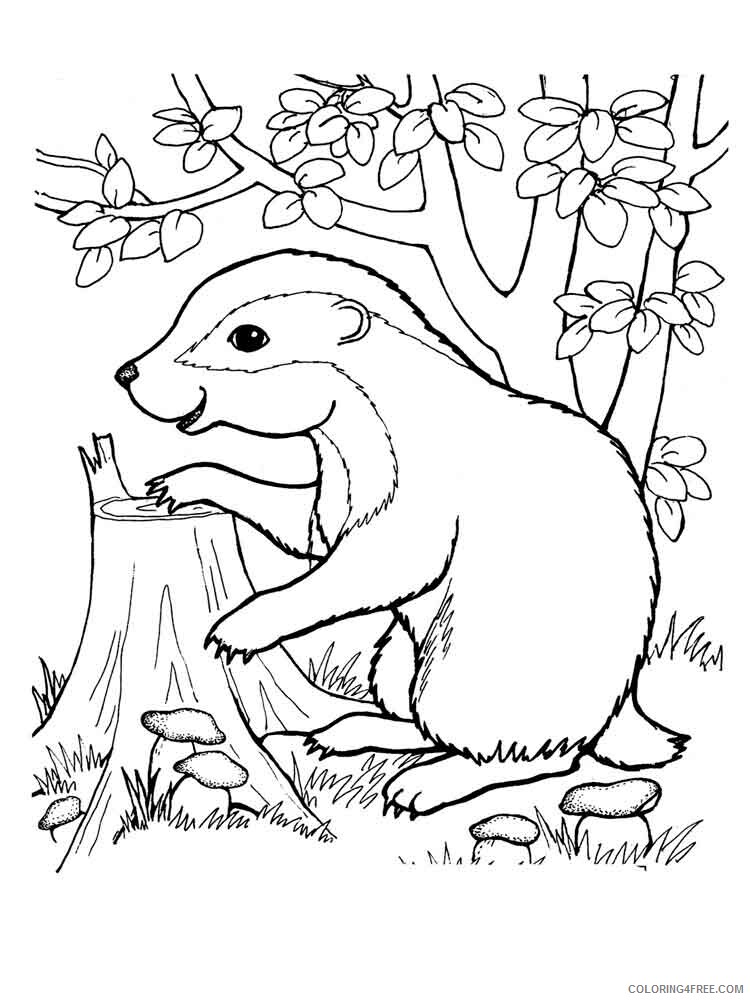 Badger Coloring Pages Animal Printable Sheets badger 8 2021 0159 Coloring4free