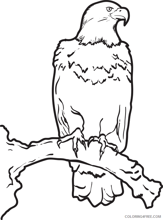 Bald Eagle Coloring Pages Animal Printable Sheets Bald Eagle Free 2021 0169 Coloring4free