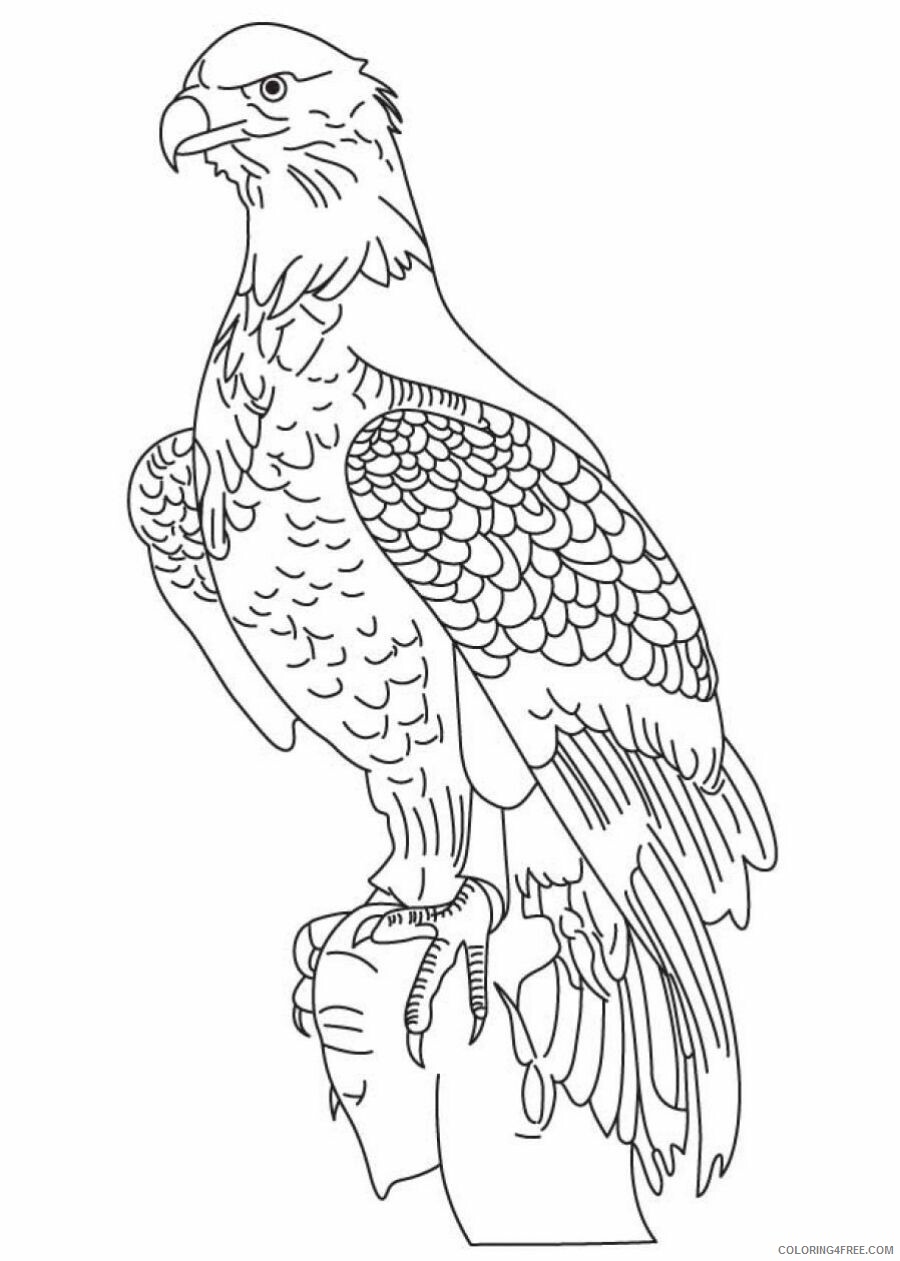 Bald Eagle Coloring Pages Animal Printable Sheets Bald Eagle Sheets Free 2021 0168 Coloring4free