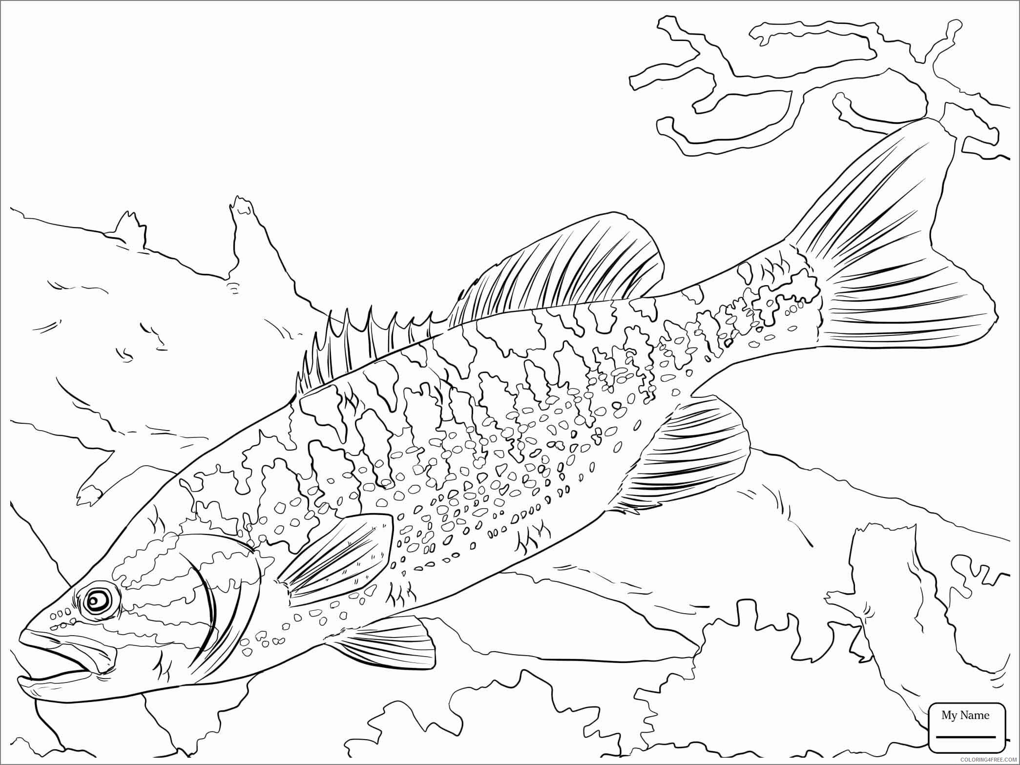 Basses Coloring Pages Animal Printable Sheets spotted bass 2021 0190 Coloring4free