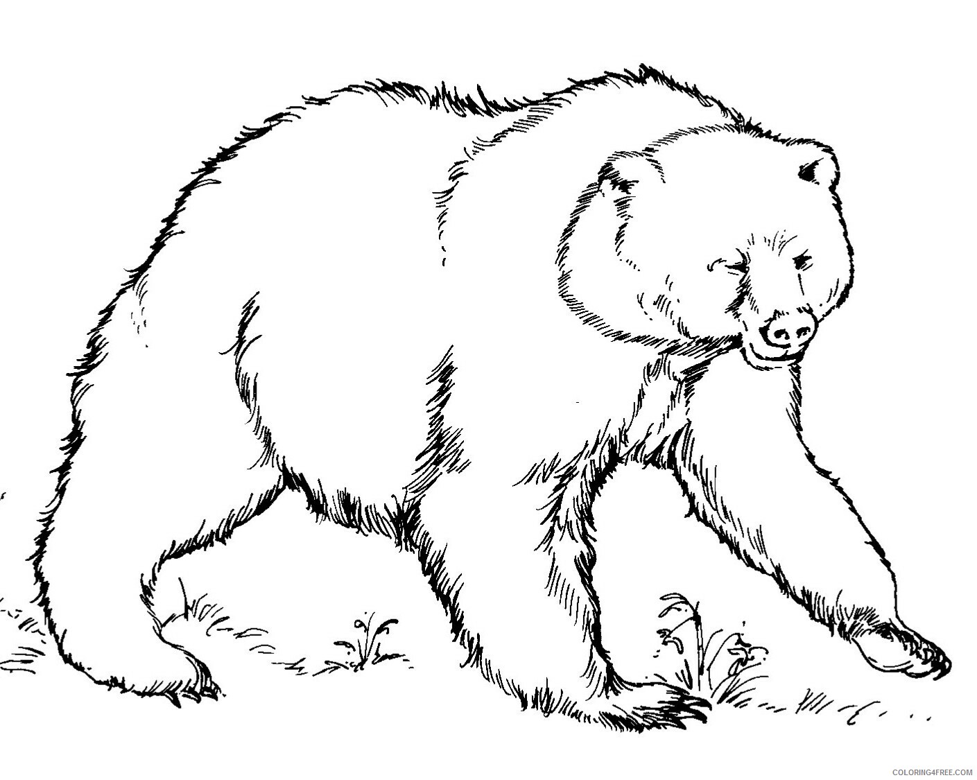 Bear Coloring Pages Animal Printable Sheets Free Bear 2021 0292 Coloring4free