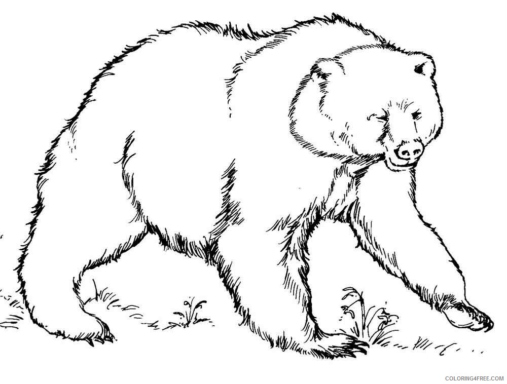 Bear Coloring Pages Animal Printable Sheets animals bear 8 2021 0286 Coloring4free