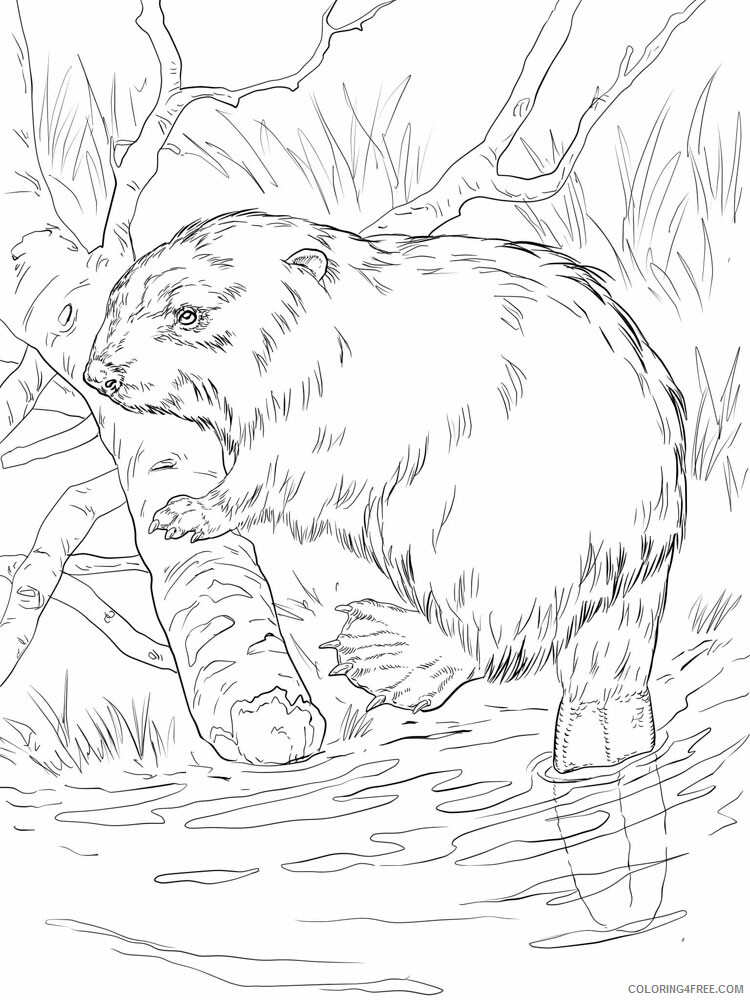 Beaver Coloring Pages Animal Printable Sheets Beaver animal 346 2021 0346 Coloring4free
