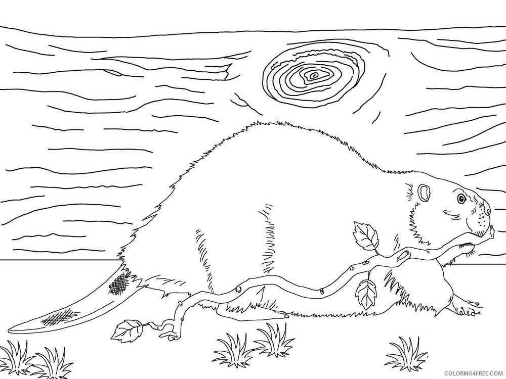 Beaver Coloring Pages Animal Printable Sheets Beaver animal 347 2021 0347 Coloring4free