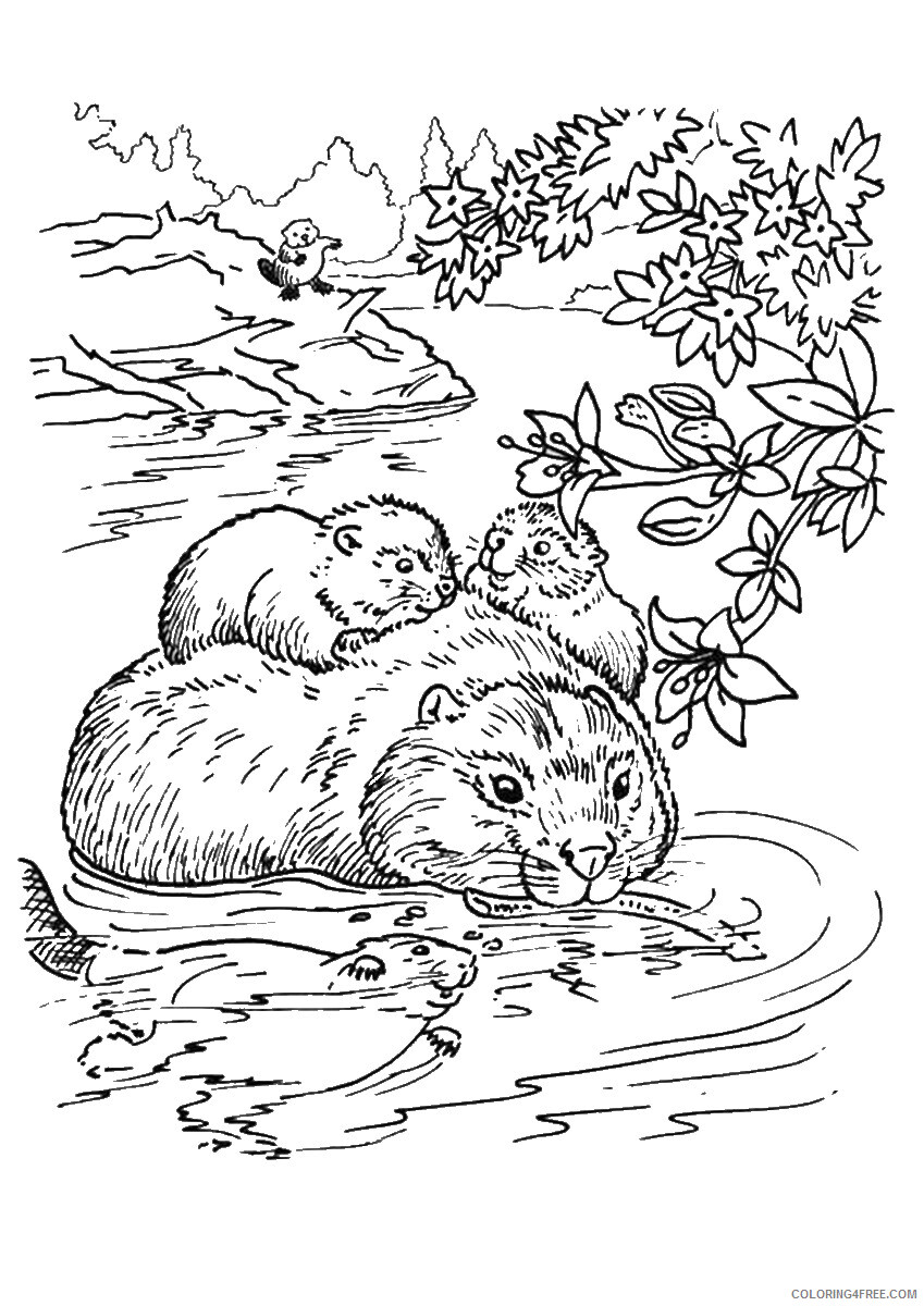 Beaver Coloring Pages Animal Printable Sheets beaver_coloring_13 2021 0334 Coloring4free