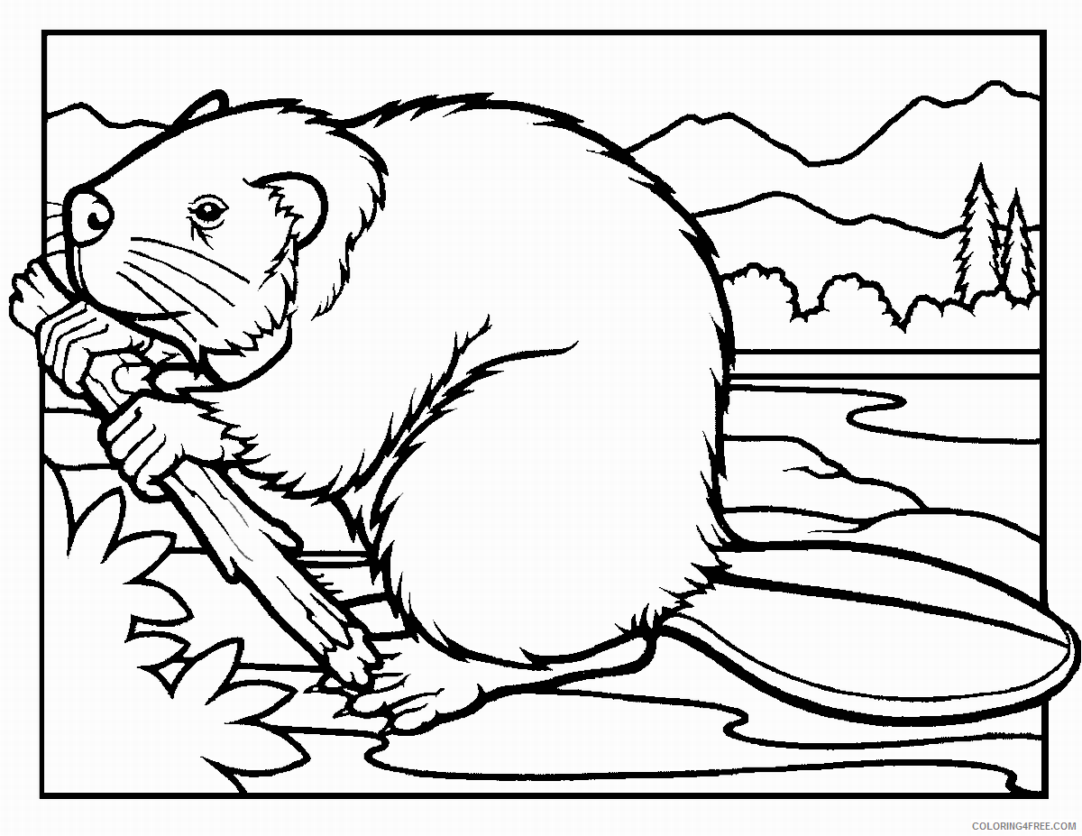 Beaver Coloring Pages Animal Printable Sheets beaver_coloring_4 2021 0337 Coloring4free