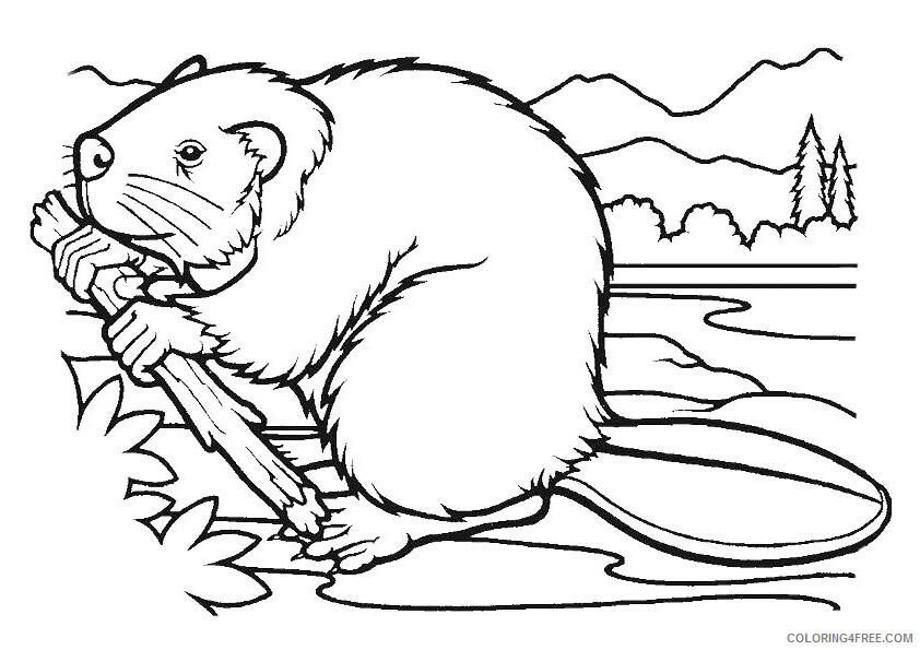 Beaver Coloring Pages Animal Printable Sheets north american beaver 2021 0329 Coloring4free