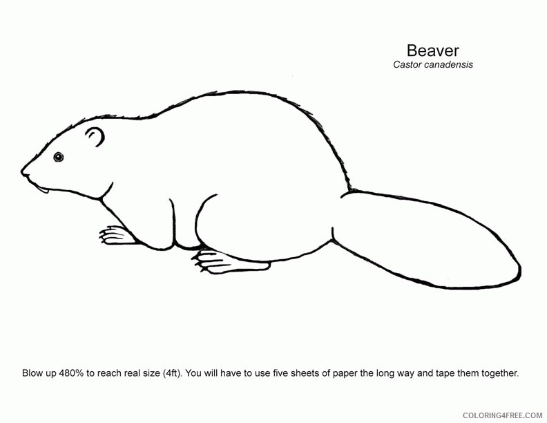 Beaver Coloring Sheets Animal Coloring Pages Printable 2021 0285 Coloring4free