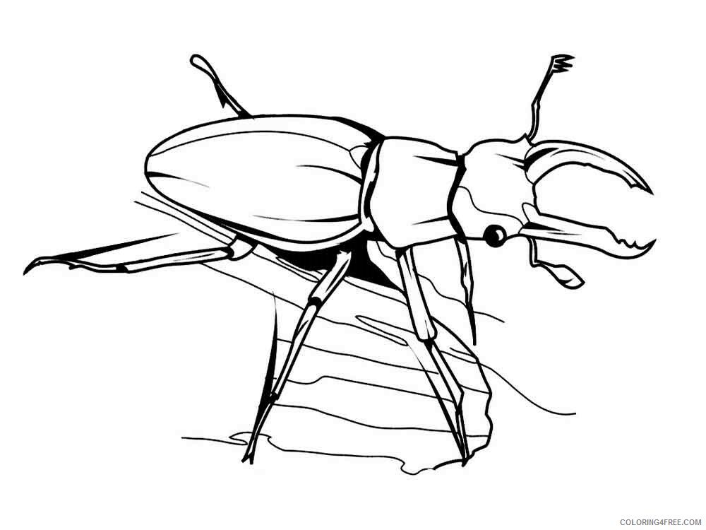 Beetles Coloring Pages Animal Printable Sheets Beetles 14 2021 0422 Coloring4free