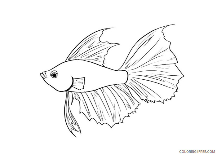Betta Fish Coloring Pages Animal Printable Sheets Betta fish 2021 0436 Coloring4free