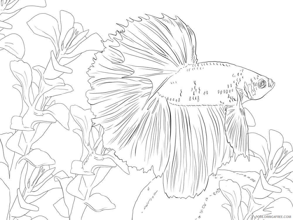 Betta Fish Coloring Pages Animal Printable Sheets Betta fish 6 2021 0435 Coloring4free