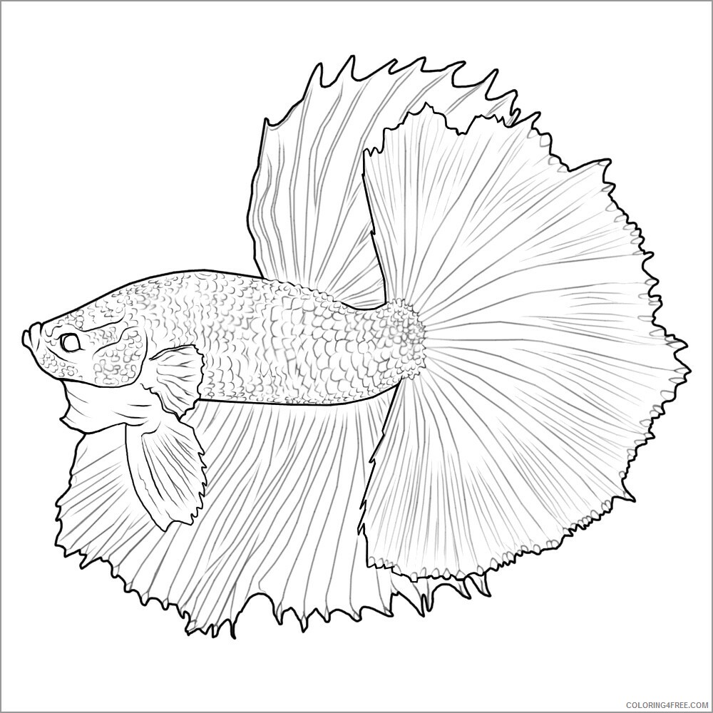 Betta Fish Coloring Pages Animal Printable Sheets printable betta fish 2021 0437 Coloring4free