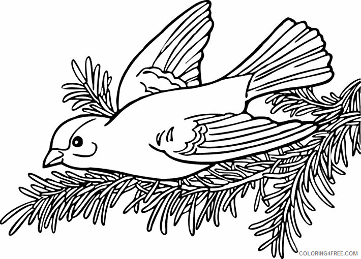 Bird Coloring Sheets Animal Coloring Pages Printable 2021 0372 Coloring4free