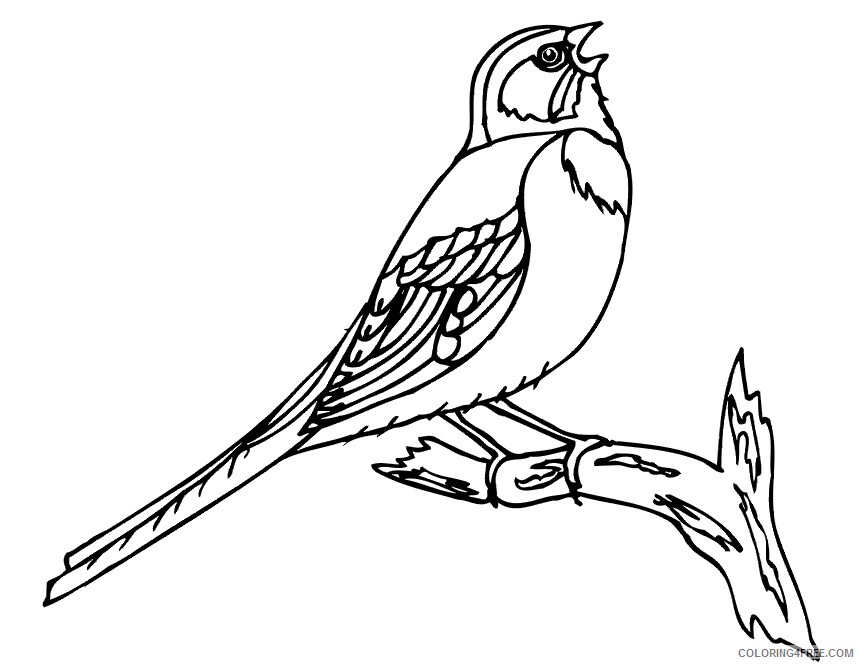 Bird Coloring Sheets Animal Coloring Pages Printable 2021 0373 Coloring4free