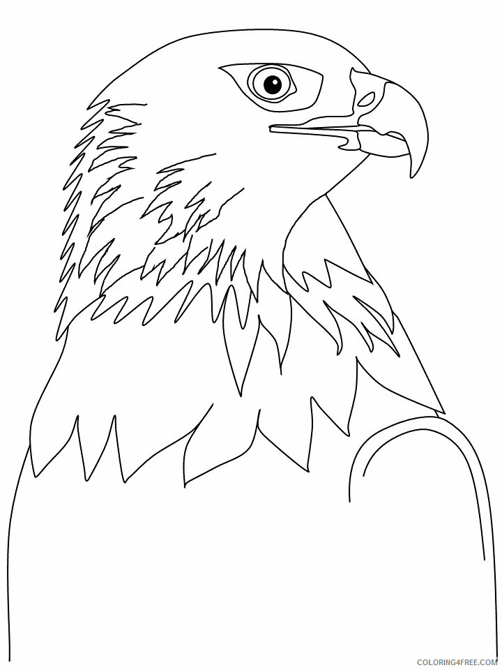 Birds Coloring Pages Animal Printable Sheets eagle head 2021 0463 Coloring4free
