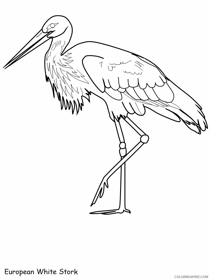 Birds Coloring Pages Animal Printable Sheets european white stork 2021 0464 Coloring4free