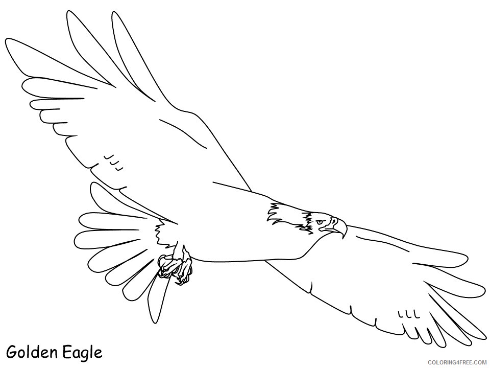 Birds Coloring Pages Animal Printable Sheets golden eagle 2021 0469 Coloring4free