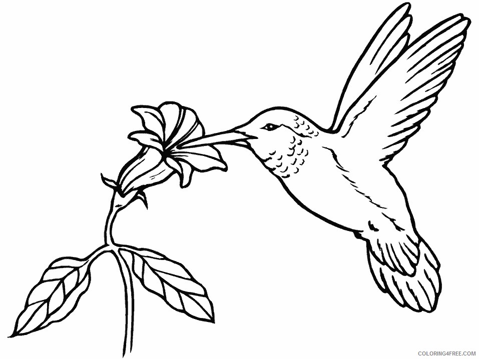 Birds Coloring Pages Animal Printable Sheets hummingbird 2021 0471 Coloring4free