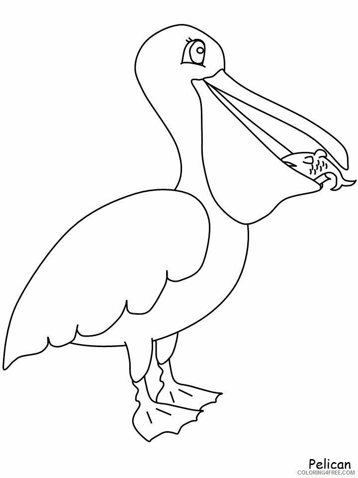 Birds Coloring Pages Animal Printable Sheets pelican2 2021 0491 Coloring4free