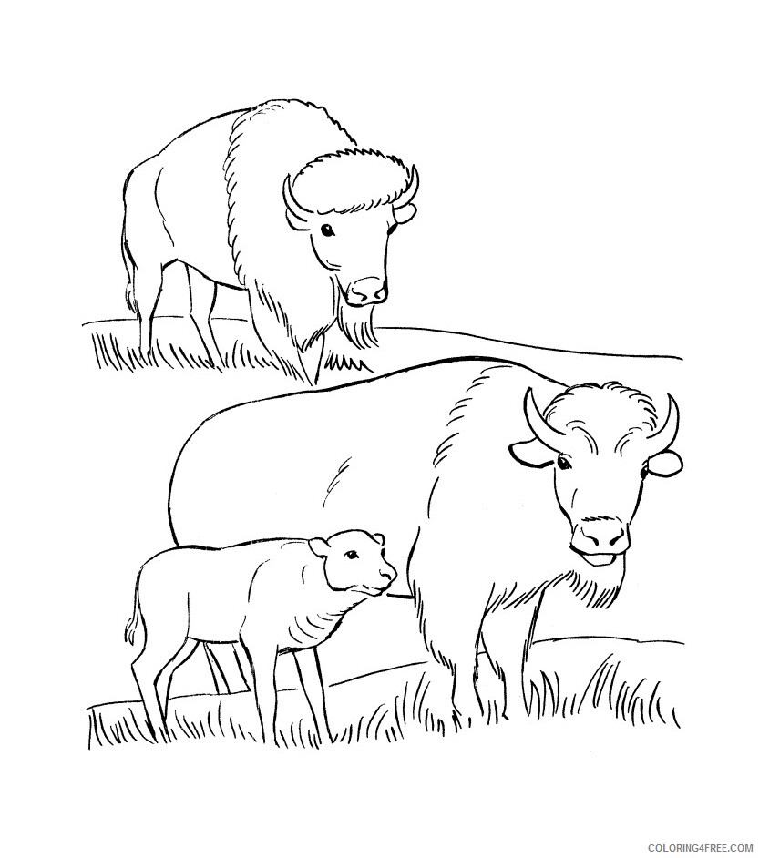 Bison Coloring Pages Animal Printable Sheets Bison to Print 2021 0529 Coloring4free