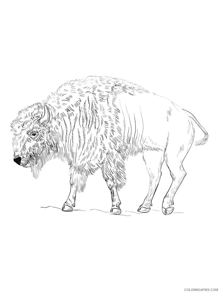 Bison Coloring Pages Animal Printable Sheets bison 11 2021 0507 Coloring4free