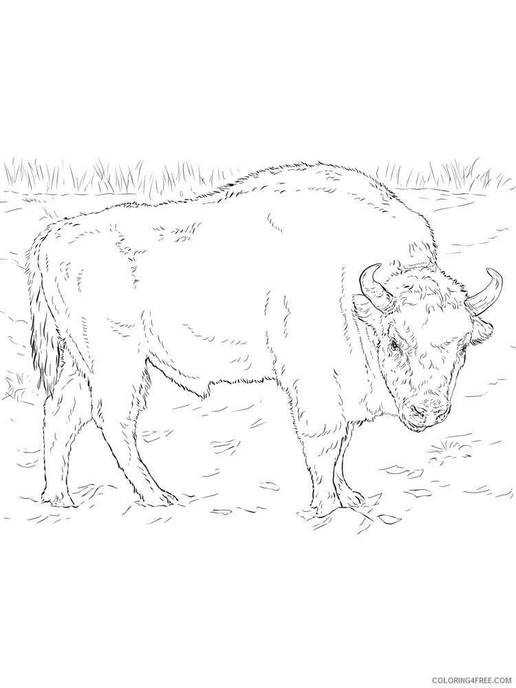 Bison Coloring Pages Animal Printable Sheets bison 19 2021 0514 Coloring4free