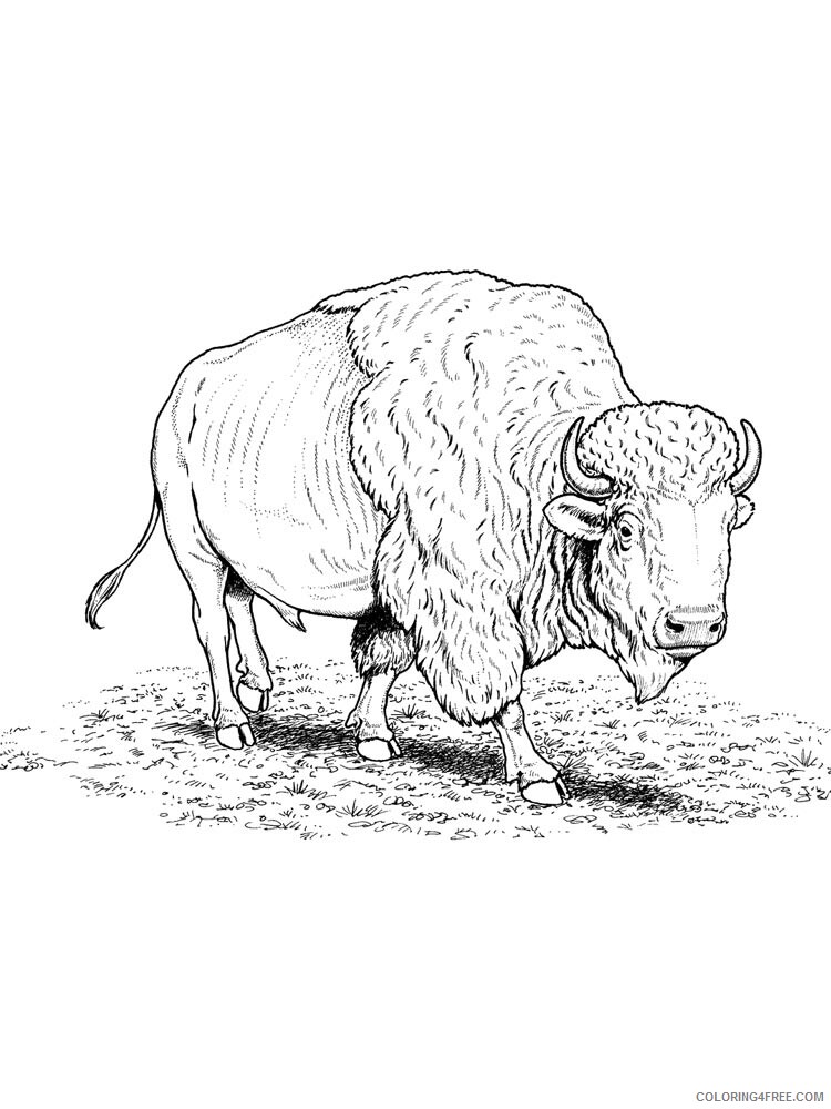 Bison Coloring Pages Animal Printable Sheets bison 24 2021 0518 Coloring4free