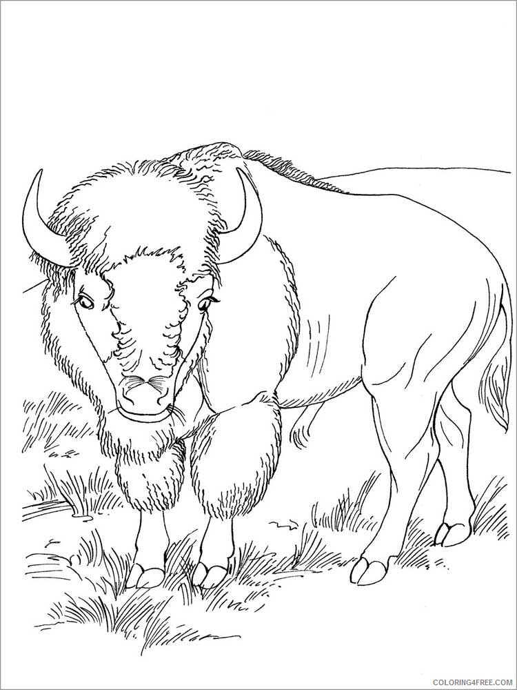Bison Coloring Pages Animal Printable Sheets bison 26 2021 0520 Coloring4free